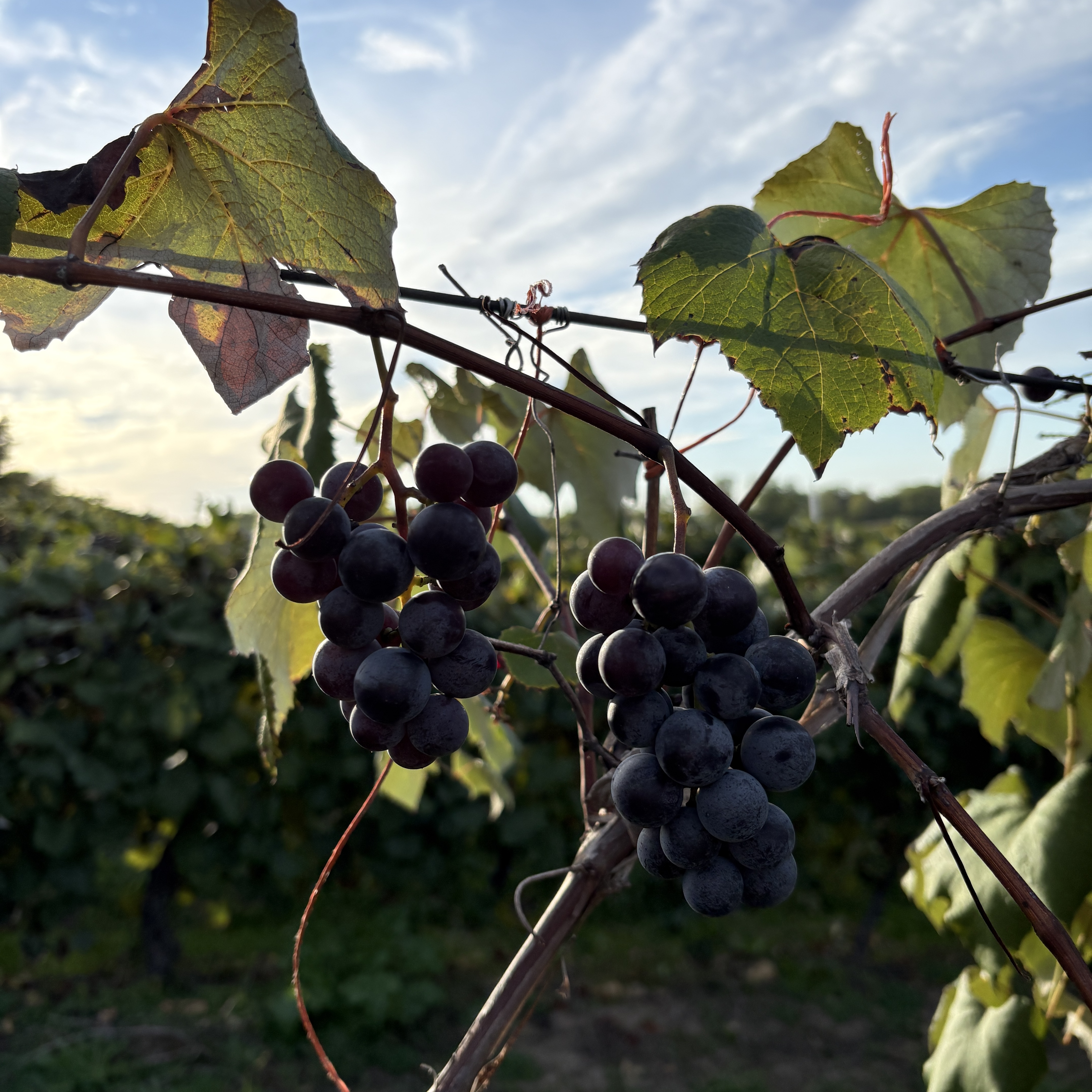 Mountain Vineyard vista